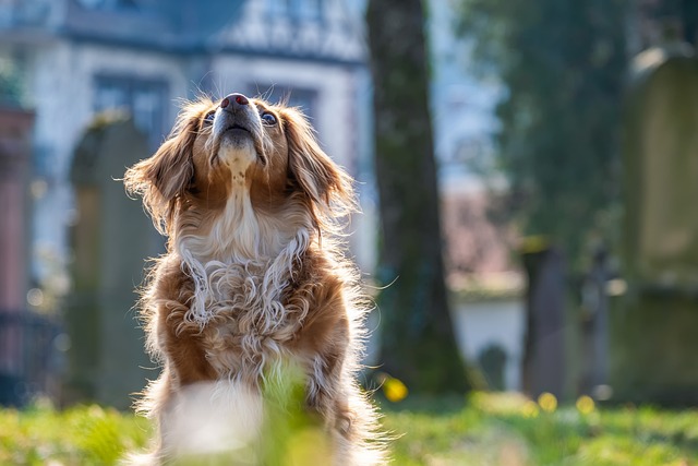 De ultieme aanpak voor diarree bij honden
